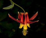 Aquilegia formosa 18-9390